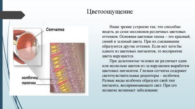 Как определить дальтонизм: виды и типы гена наследования