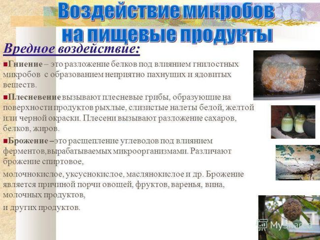 Полезные и не очень бактерии и вещества в продуктах питания :: инфониак