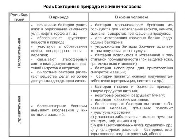 Бактерии, грибы, водоросли и простейшие животные имеют много общего, что является еще одним доказательством эволюции