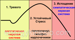Надпочечники, их работа и функции. гормоны коры надпочечников