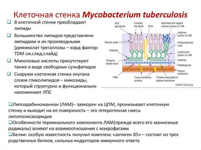 Возбудитель туберкулеза – строение, изменчивость микобактерии туберкулеза.