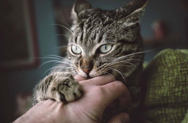 Болезнь кошачьих царапин - симптомы болезни, профилактика и лечение болезни кошачьих царапин, причины заболевания и его диагностика на eurolab