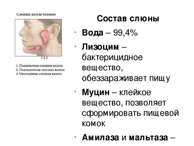 Физиология секреции желчи. физиологическая анатомия секреции желчи