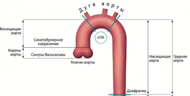 Повышенное и высокое давление при беременности — причины, симптомы, лечение и профилактика
