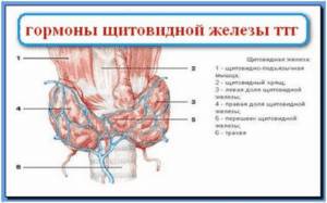 Нормы гормонов щитовидной железы у женщин (таблица)
