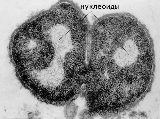 Экспрессия в клетках бактерий рекомбинантных днк