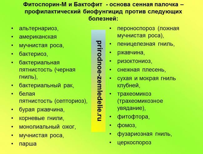 Сенная палочка – полезные свойства, использование