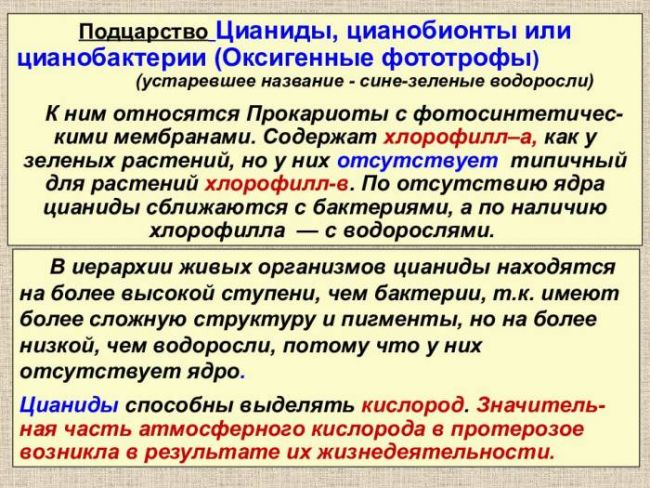Царство бактерии общая характеристика