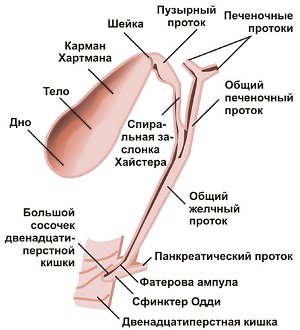 Дискинезия желчевыводящих путей