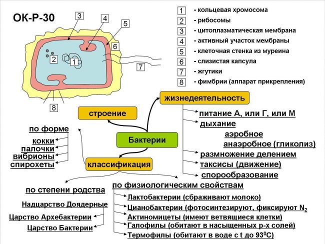 Бактерии | энциклопедия кругосвет