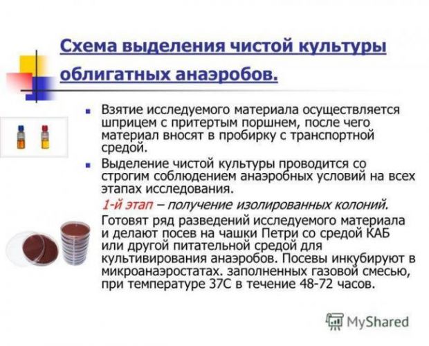 Как увидеть невидимое, или как вырастить чистую культуру бактерий