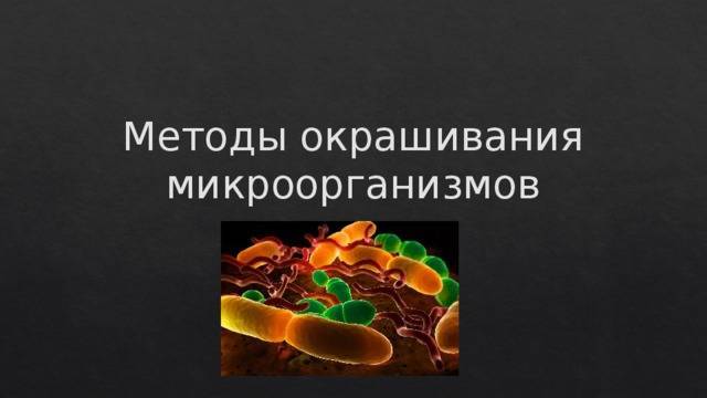Что такое бактериальная культура, или воспитание «ручных» микроорганизмов