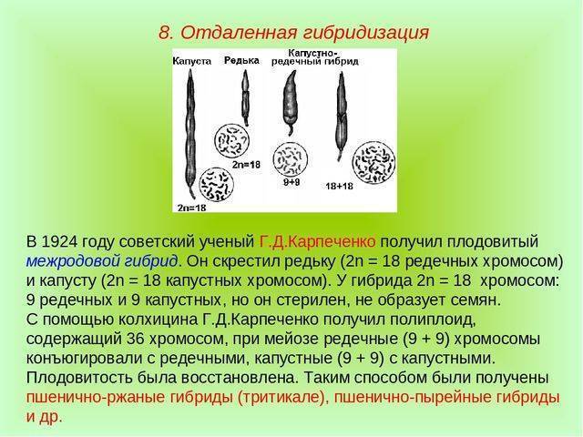 Презентация на тему "бактерии - древнейшая форма организмов"