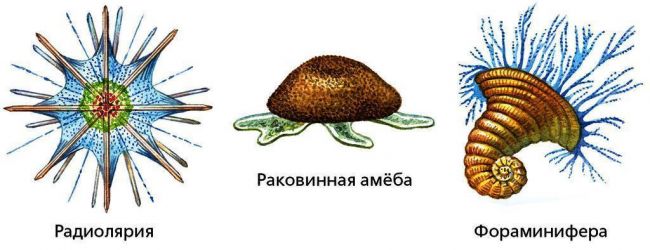 Одноклеточные организмы — список с названиями и примерами. чем и как отличаются бактерии от простейших