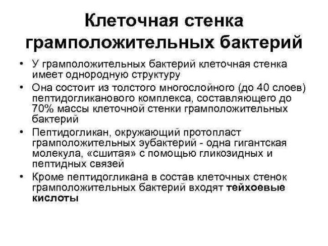 Бактерии