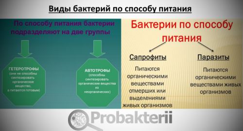Палочковидные