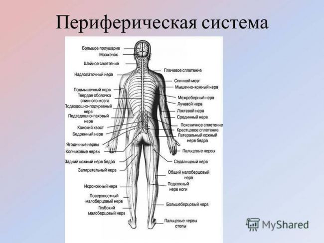 Разница между центральной и периферической нервной системой - разница между