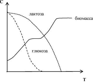 Фазы жизни и роста бактерий