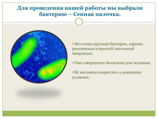 Не надо лечить внучку лекарством для жучки антон павлович | лечение болезней