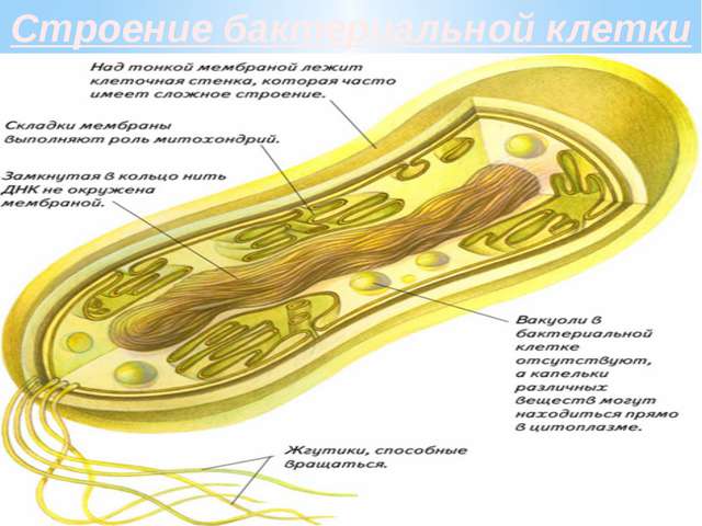 Живые организмы