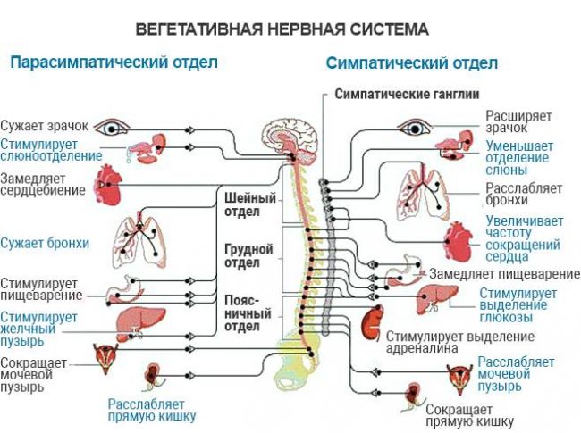 Разница между центральной и периферической нервной системой - разница между