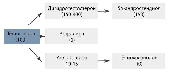 Тестостерон и мужской организм