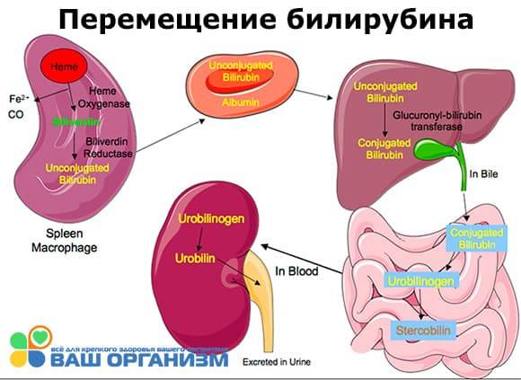 Синдром жильбера диета — лечим печень