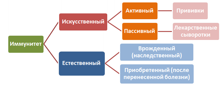 Как приобретается пассивный иммунитет у человека: искусственный и естественный способ