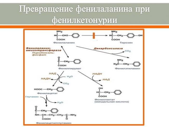 Фенилкетонурия как результат нарушения метаболизма фенилаланина и схожие заболевания