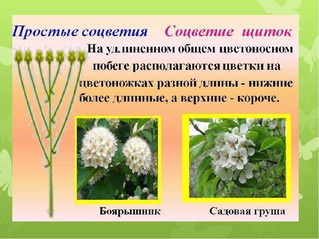 Интересности о бактериях » бяки.нет!