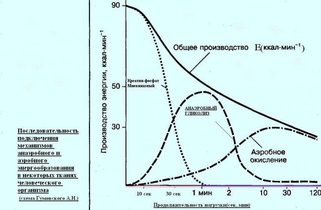 Особенности культивирования и выделения аэробных и анаэробных бактерий