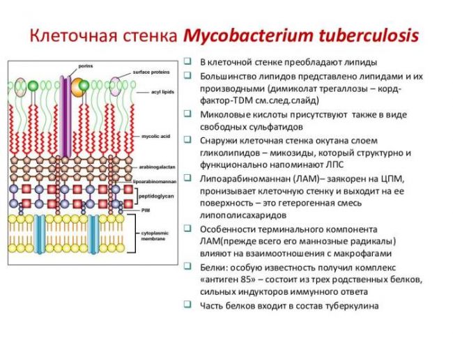 Возбудитель туберкулеза