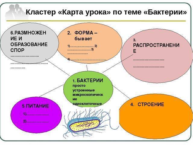 В клетках бактерий днк