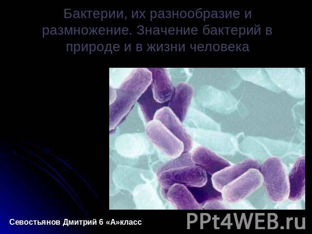 Наши соперники и помощники, или особенности существования бактерий