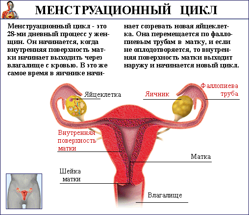Выделения коричневого цвета в середине цикла
