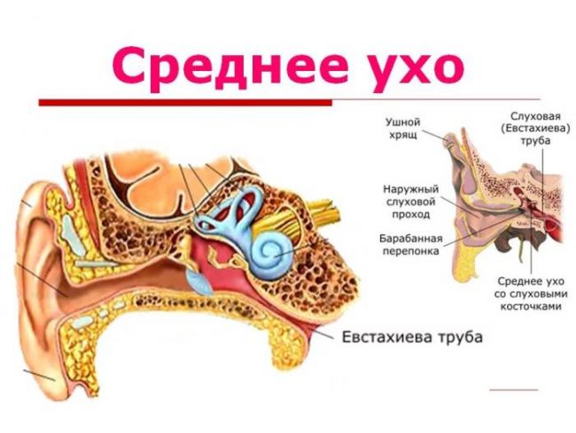Заложило ухо – как снять заложенность и избавиться от шума без боли