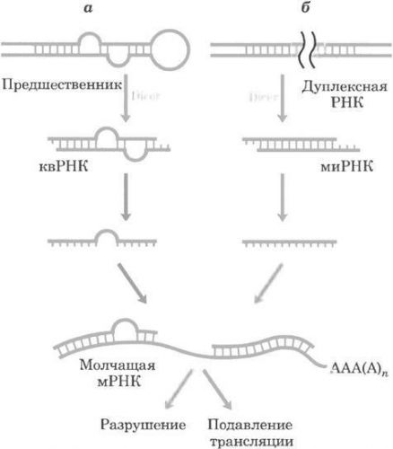 Экспрессия гена - википедия