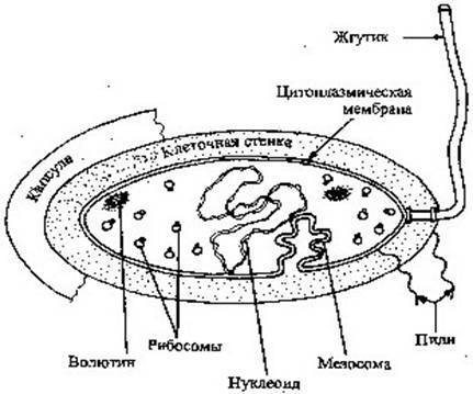 Основные методы лабораторного выявления бактерий