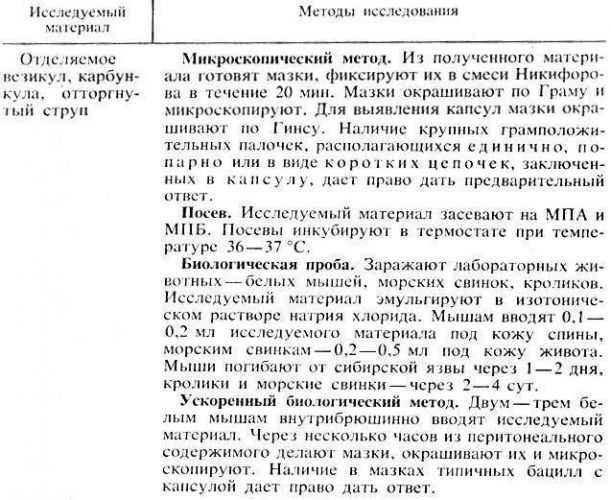 Сибирская язва: возбудитель заболевания, симптомы, лечение и профилактика. фото