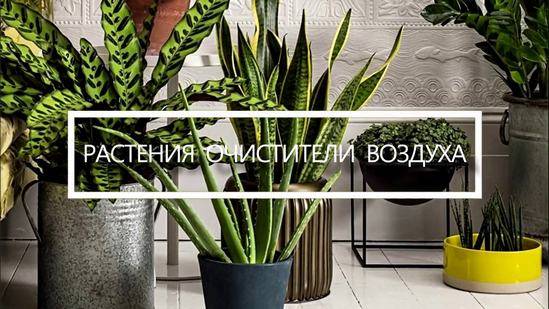 Горячая банька для "зеленого друга". учимся делать горячий душ для комнатных растений