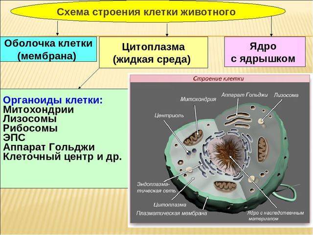 Какие сходства есть у клеток животных и бактерий