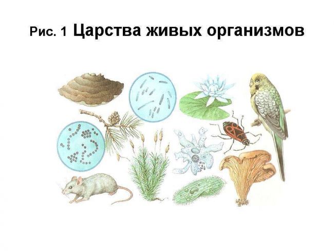 Бактерии как и одноклеточные животные имеют — среда обитания простейших