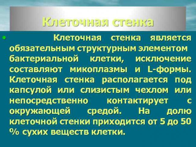 Рибосомы строение и функции, какую функцию выполняют, где образуются рибосомы, что входит в химический состав, роль рибосом в синтезе белка