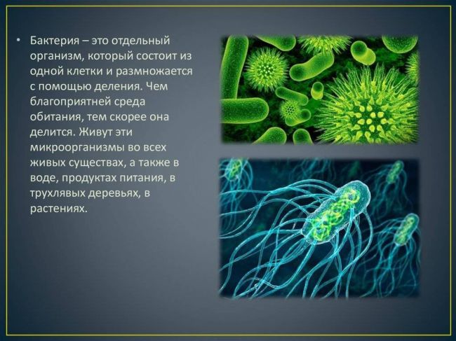 Одноклеточные организмы — список с названиями и примерами