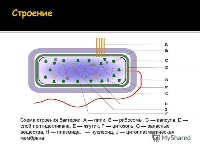 Исследовательский проект по биологии на тему "бактерии - самые древнейшие организмы на земле"