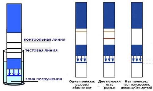 С какого дня задержки тест показывает беременность