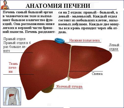 Фиброз печени 4 степени сколько живут