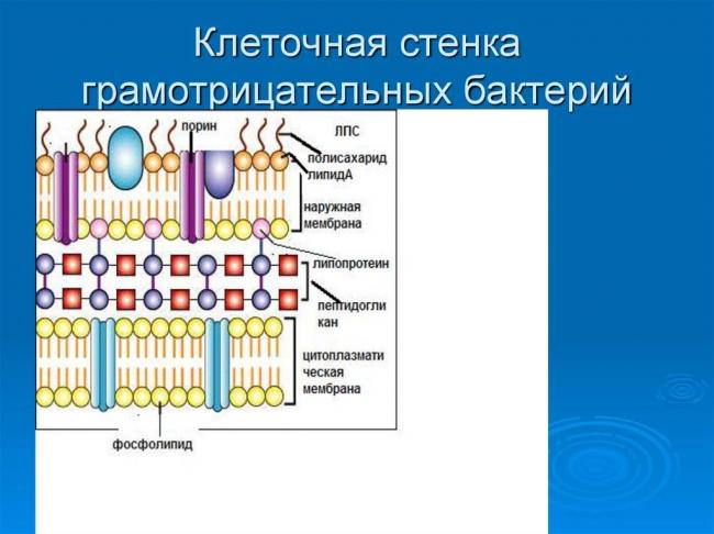 Грамотрицательные бактерии - gram-negative bacteria - qwe.wiki