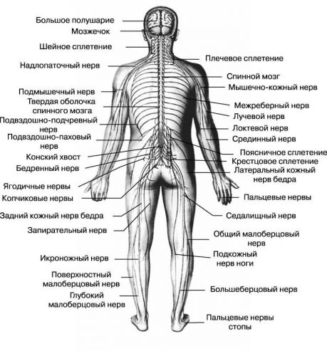 Разница между центральной и периферической нервной системой
