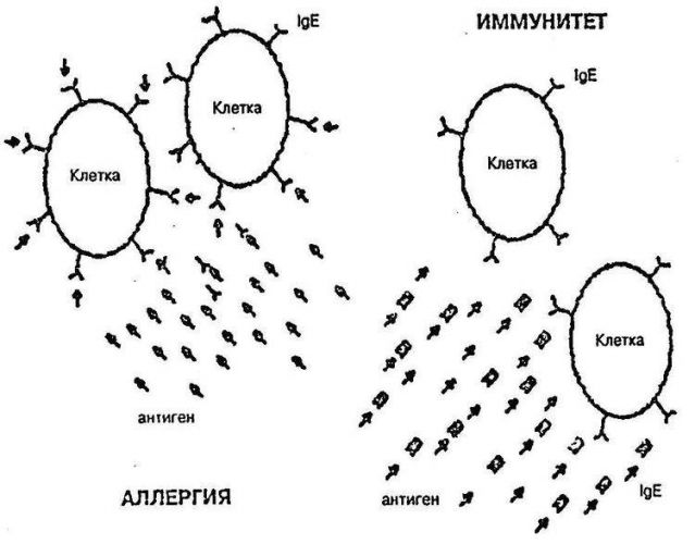 Что делать при внезапно возникшей аллергии у взрослого или ребёнка?